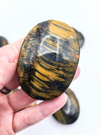 Blue Tigers Eye Palm