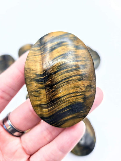 Blue Tigers Eye Palm