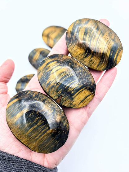 Blue Tigers Eye Palm